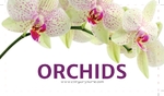 Orchids