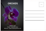 Orchids